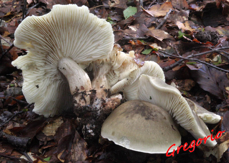 Proposta di studio di Tricholoma saponaceum